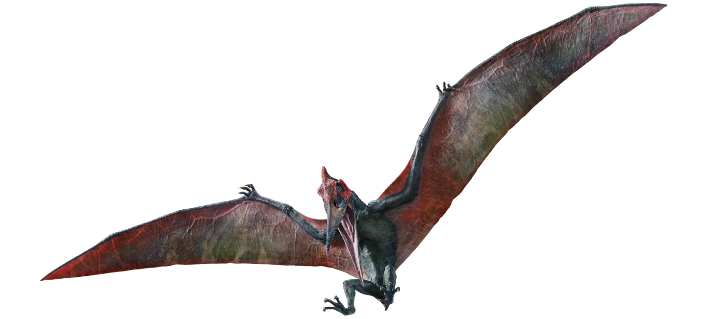 Pteranodon image